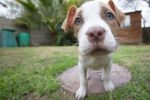 nose